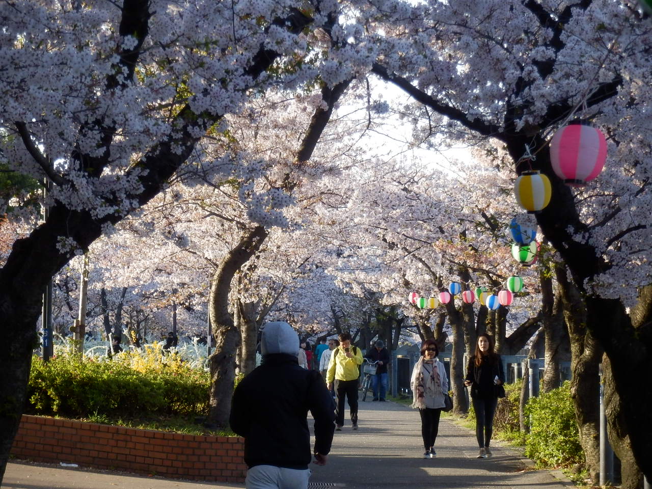 桜並木のアーチ
