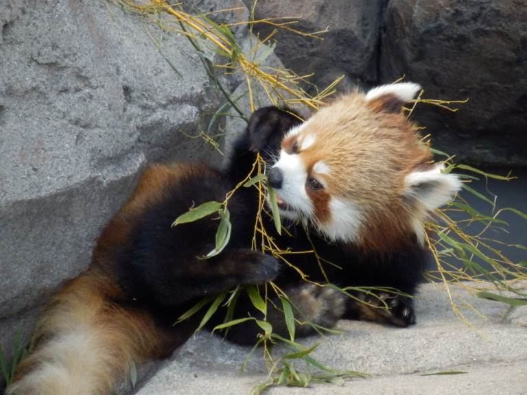 レッサーパンダ食事中（王子動物園）-animal