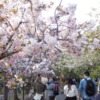 桜の通り抜け内部