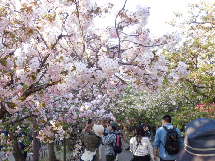 桜の通り抜け内部