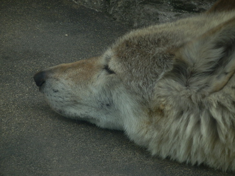 チュウゴクオオカミ２