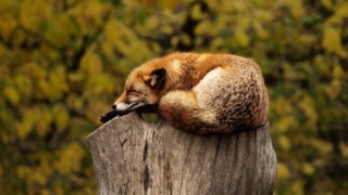 狐の休憩