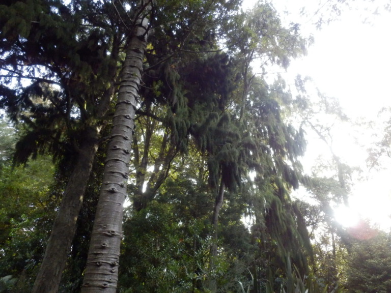 ニュージーランドガーデン内部その1