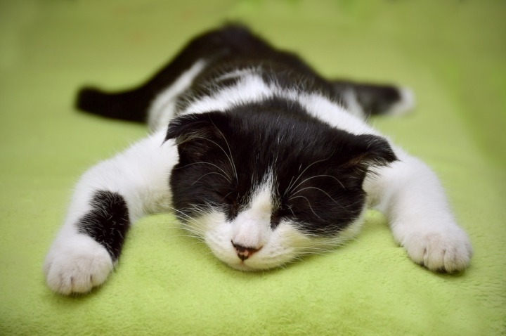 cat-眠り-休息