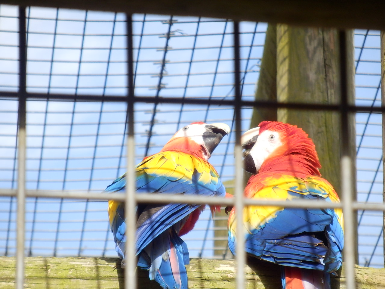 ウィローバンク-鳥2