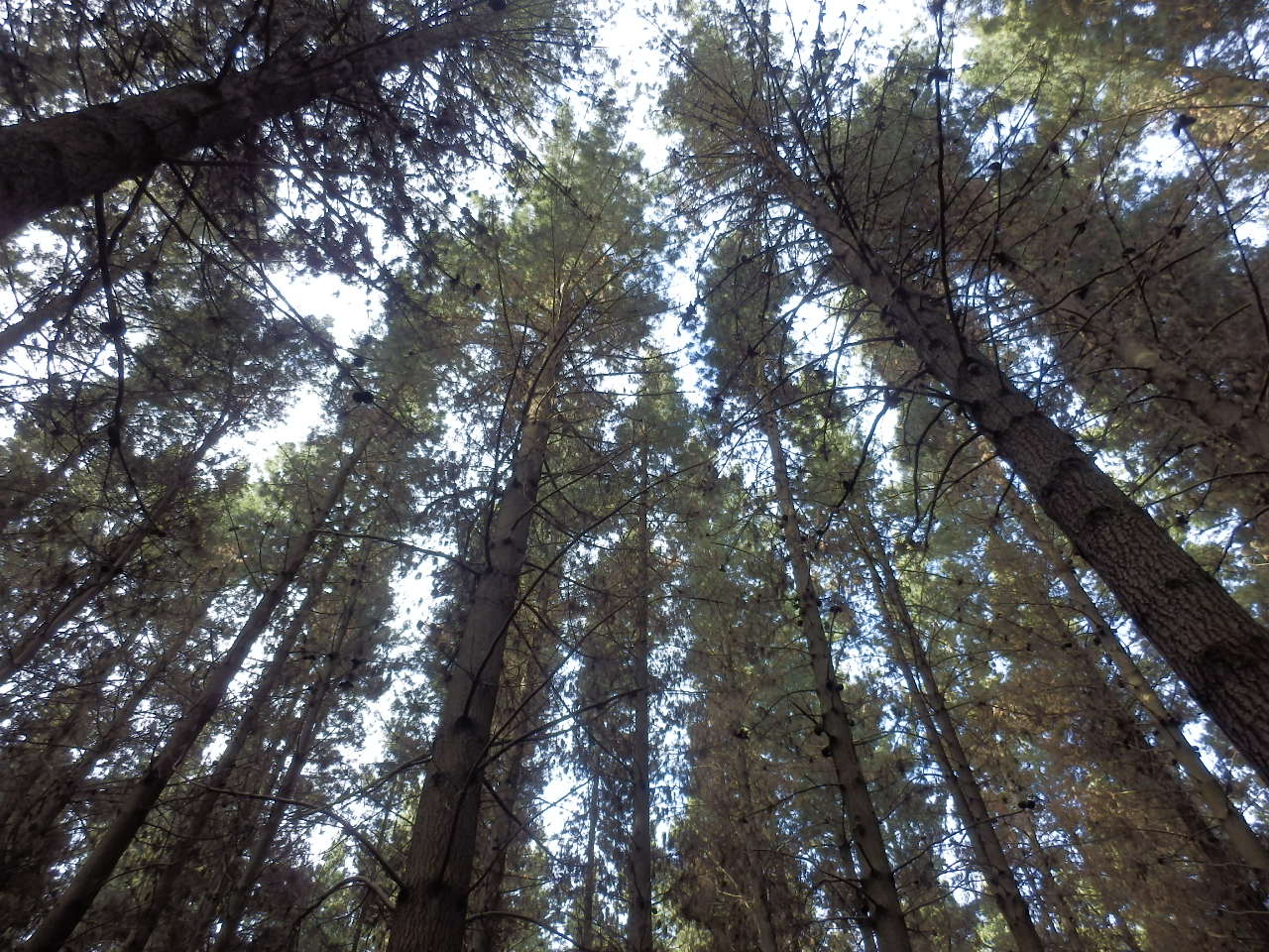 ボトルレイク-見上げ