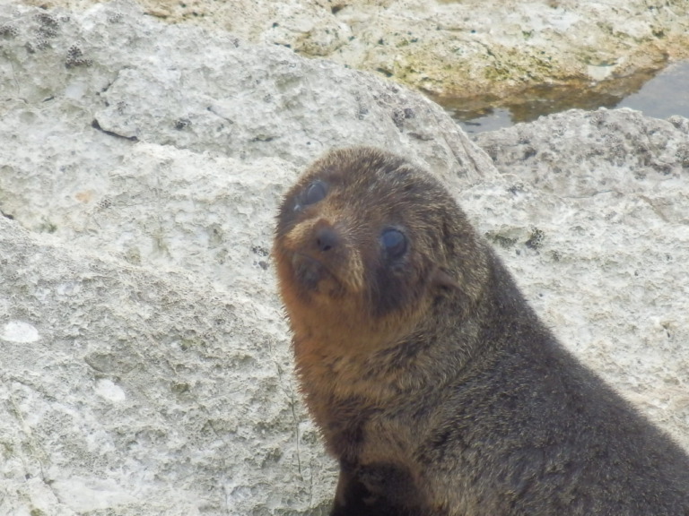 カイコウラ‐アシカの子ども